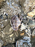 Image of Menippe rumphii (Maroon stone crab)
