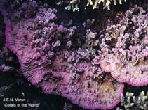 Image of Merulina scabricula (Crispy crust coral)