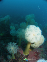 Image of Metridium senile (Clonal plumose anemone)