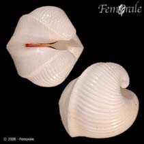 Image of Meiocardia vulgaris (Ivory heart clam)