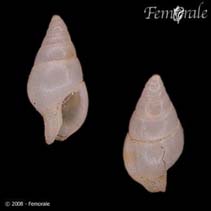 Image of Mitrella lunata (Lunate dove-shell)