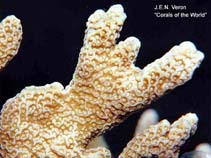 Image of Montipora altasepta (Pore coral)