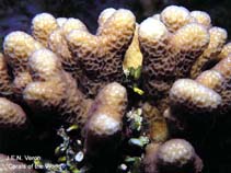 Image of Montipora angulata 