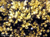 Image of Montipora aspergillus 