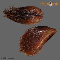 Image of Modiolus auriculatus (Eared horse mussel)