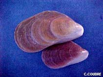 Image of Modiolus barbatus (Bearded horse mussel)