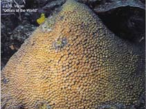 Image of Montastraea cavernosa (Great star coral)