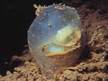 Image of Molgula citrina (Sea grape)