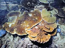 Image of Montipora friabilis 