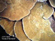 Image of Montipora patula (Sandpaper rice coral)