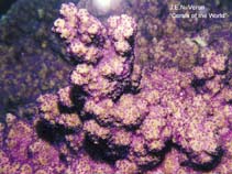 Image of Montipora peltiformis 