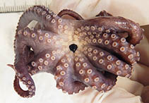 Image of Muusoctopus aegir 