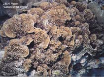 Image of Mycedium elephantotus (Chinese lettuce coral)