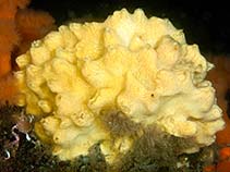 Image of Myxilla incrustans (Rough scallop sponge)
