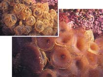 Image of Myxicola infundibulum (Sabellid worm)