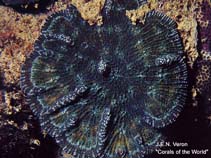 Image of Mycetophyllia lamarckiana (Ridged cactus coral)