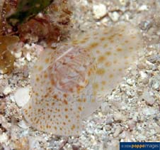 Image of Tanea euzona (Beautifully-banded moon snail)