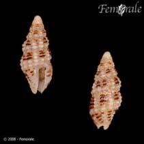 Image of Nassarina monilifera (Many-spotted dove-shell)
