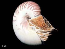 Image of Nautilus stenomphalus (White-patch nautilus)