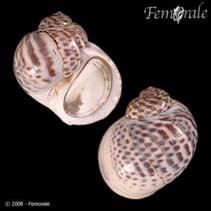 Image of Natica tigrina (Tiger moon snail)