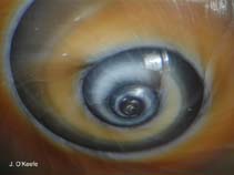 Image of Neverita duplicata (Shark eye)