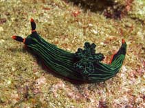 Image of Nembrotha kubaryana (Dusky nembrotha)