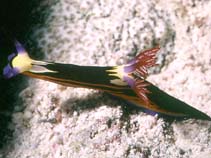 Image of Nembrotha megalocera (Great nembrotha)