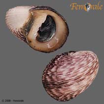 Image of Nerita planospira (Flatspired nerite)