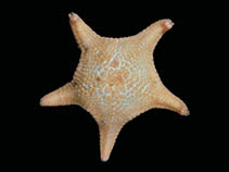 Image of Notioceramus anomalus 