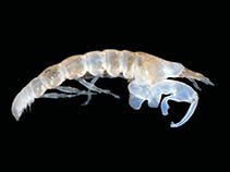 Image of Nototanais antarcticus 