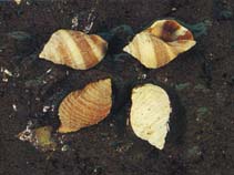 Image of Nucella lapillus (Atlantic dogwinkle)