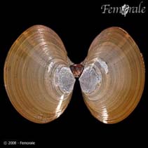 Image of Nuttallia obscurata (Purple mahogany-clam)