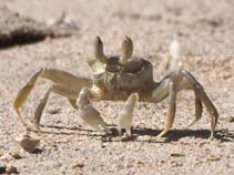 Image of Ocypode ceratophthalmus (Horned ghost crab)