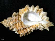Image of Ocenebra erinaceus (Hedge hog murex)
