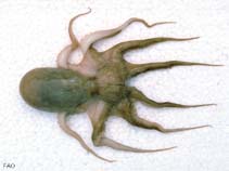 Image of Octopus hongkongensis 