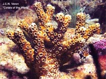 Image of Oculina robusta (Robust ivory tree coral)