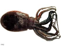 Image of Ocythoe tuberculata (Football octopod)