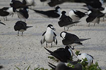 Image of Onychoprion fuscatus (Sooty tern)