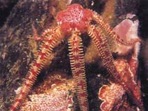 Image of Ophiopholis aculeata (Daisy brittle star)