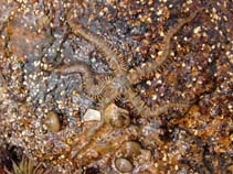 Image of Ophiothrix fragilis (Common brittle star)