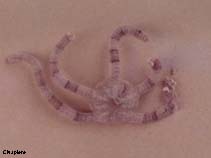 Image of Ophiarachnella gorgonia (Smooth brittle star)