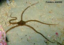 Image of Ophioderma longicauda (Smooth brittle-star)