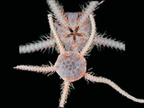 Image of Ophiocten megaloplax 