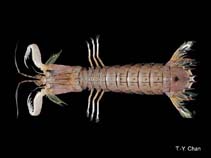 Image of Oratosquillina gravieri (Vietnamese squillid mantis shrimp)