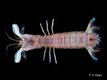 Image of Oratosquillina perpensa (Common squillid mantis shrimp)