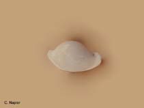 Image of Ovula ovum (Common egg cowrie)