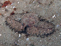 Image of Parthenope agona (Yellow elbow crab)