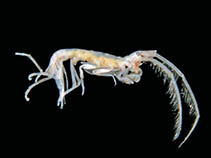 Image of Paradyopedos antarcticus 