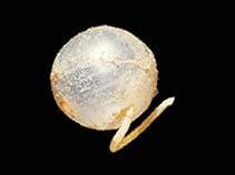 Image of Pareugyrioides arnbackae 
