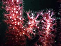Image of Paramuricea clavata (Small polyped gorgonian)